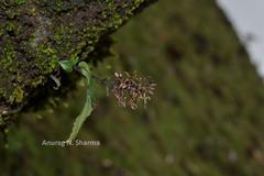 Liparis wrayi